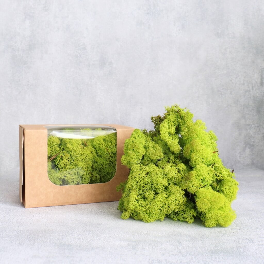 Stabilizovaný islandský mech světle zelený dekorace